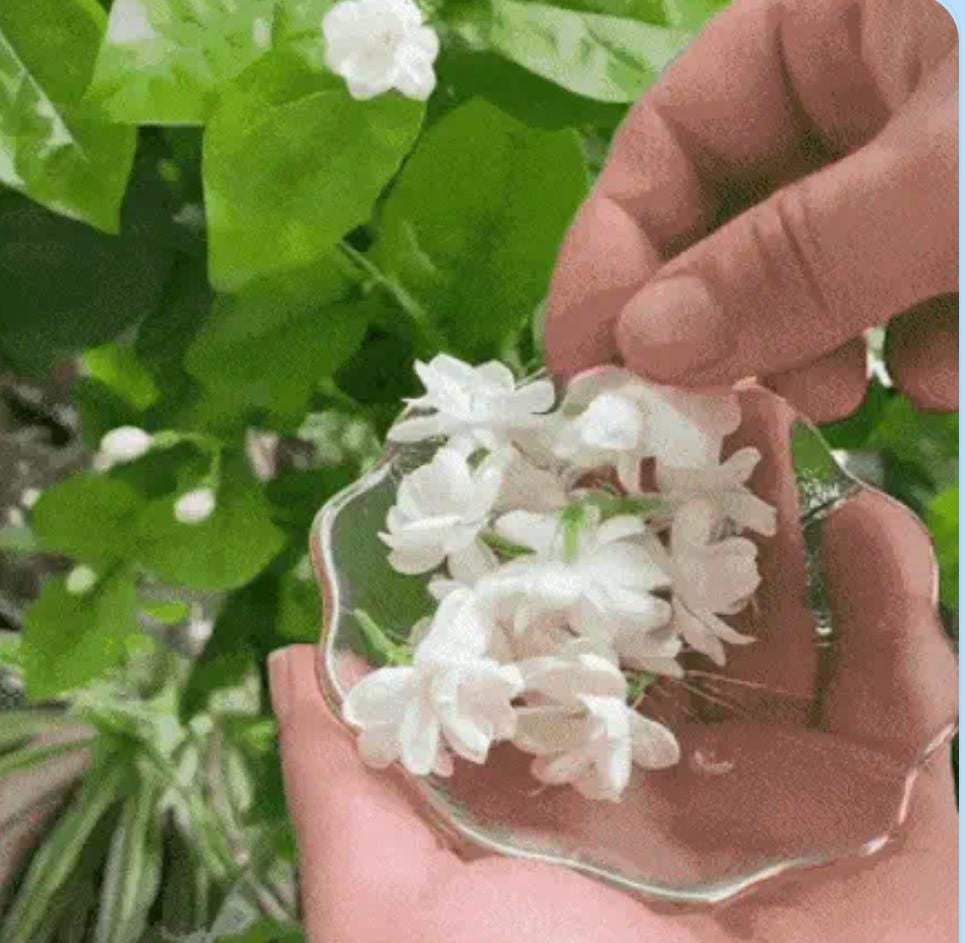 SEMILLA DE JAZMÌN "EL PERFUME DE DIOS"