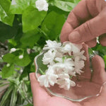 🌿 Siembra tu Propio Jazmín en Casa: Disfruta Flores Aromáticas y Naturales desde Semilla-100 semillas