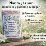 🌿 Siembra tu Propio Jazmín en Casa: Disfruta Flores Aromáticas y Naturales desde Semilla-100 semillas