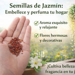🌿 Siembra tu Propio Jazmín en Casa: Disfruta Flores Aromáticas y Naturales desde Semilla-100 semillas